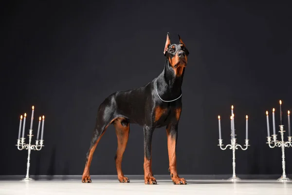 Un bellissimo giovane Doberman si erge contro un muro nero e candelabri con candele accese. Orgoglioso doberman — Foto Stock