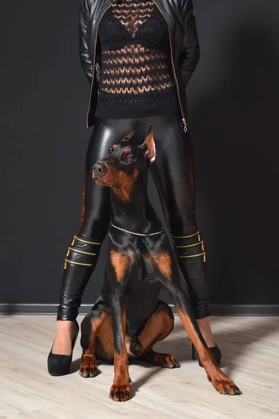 A beautiful young Doberman is sitting against a background of female sexy legs in leather pants and a transparent blouse. Doberman and sexy woman — Stock Photo, Image