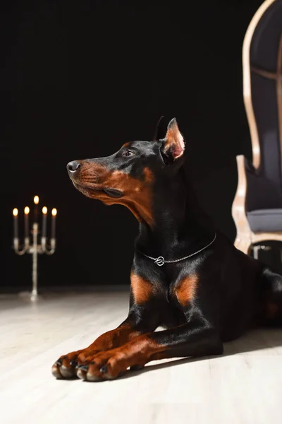 Bellissimo Doberman è sdraiato sul pavimento in laminato contro una parete nera con candelieri in uno studio fotografico — Foto Stock