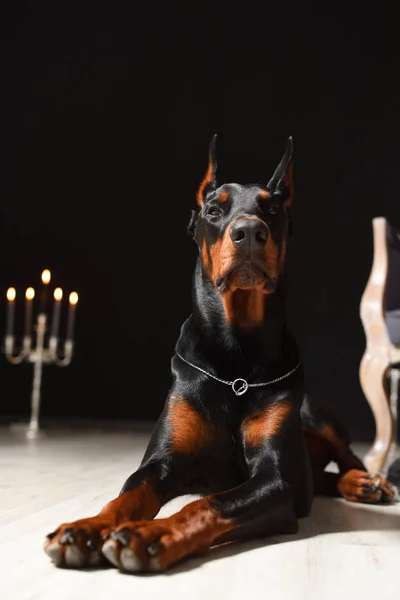 Piękny Doberman leży na podłodze laminatu pod czarną ścianą ze świecznikami w studiu fotograficznym — Zdjęcie stockowe