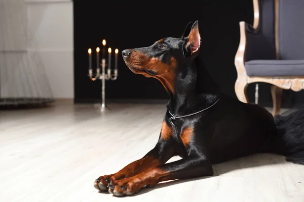 Hermoso Doberman está acostado en el suelo laminado contra una pared negra con candelabros en un estudio fotográfico — Foto de Stock