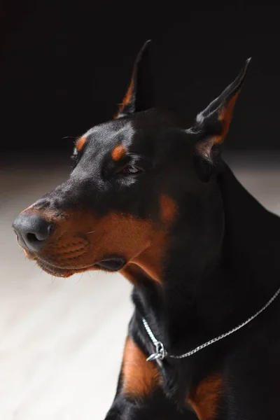 Retrato de um jovem e bonito Doberman, close-up cabeça, fotografia de estúdio — Fotografia de Stock