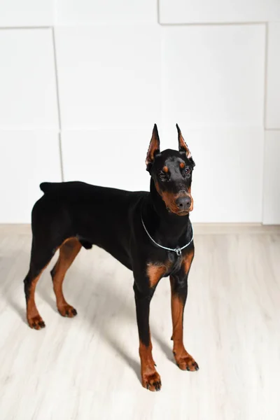 Un beau jeune Doberman se dresse sur un sol stratifié contre un mur texturé blanc, vue de côté, profil — Photo