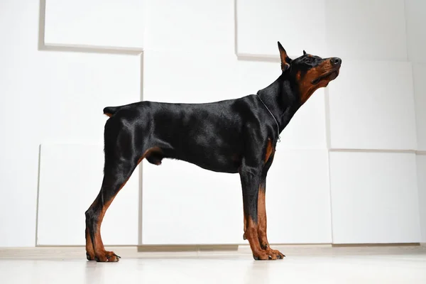 Un beau jeune Doberman se dresse sur un sol stratifié contre un mur texturé blanc, vue de côté, profil — Photo