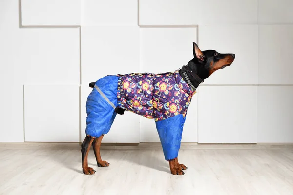 Bello giovane Doberman in abiti caldi per camminare nella stagione fredda, si trova sul pavimento in laminato contro la parete bianca testurizzata, vista laterale, profilo. Vestiti da cane — Foto Stock