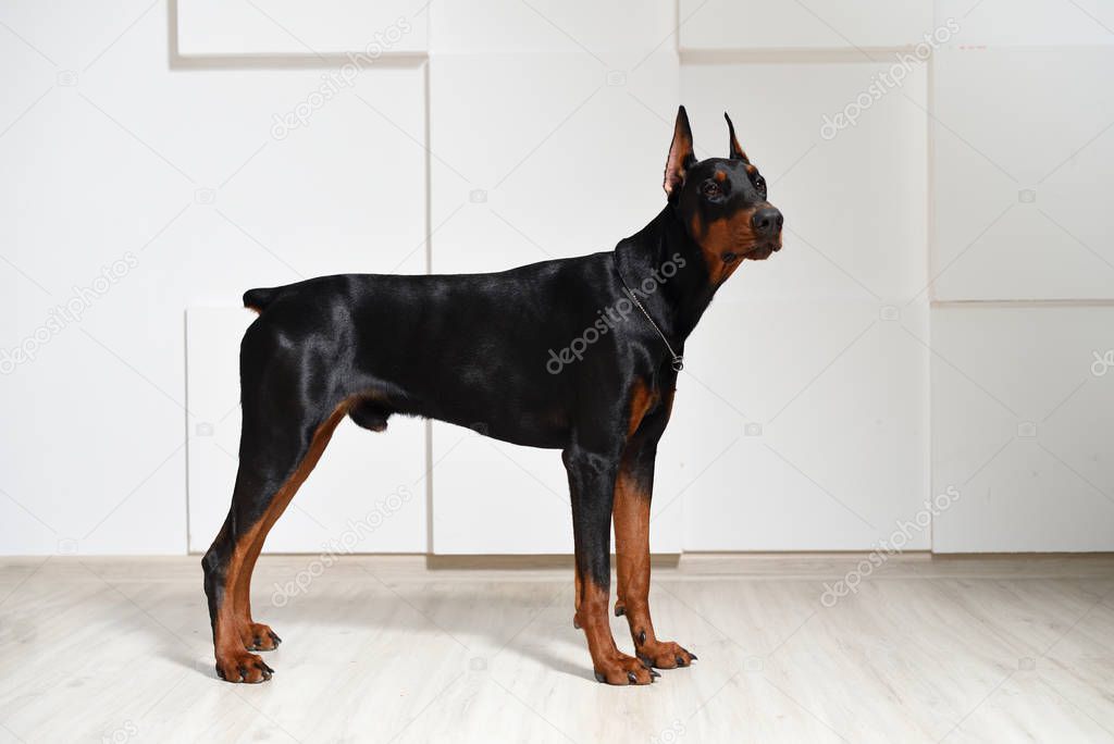 A beautiful young Doberman stands on a laminate floor against a white textured wall, side view, profile