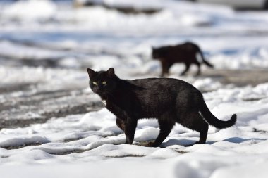 İki kara kedi bir kış günü sokakta yürüyorlar.