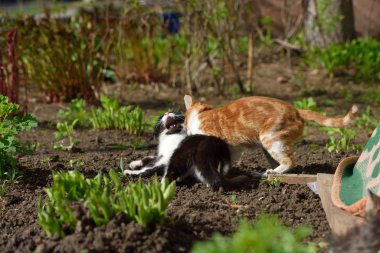 İki kedi evlerinin bahçesinde kavga ettiler.