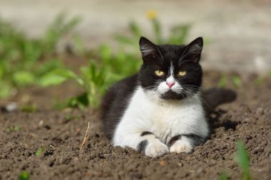 Güzel siyah beyaz bir kedi evin içinde yürüyor ve oynuyor.