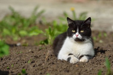 Güzel siyah beyaz bir kedi evin içinde yürüyor ve oynuyor.
