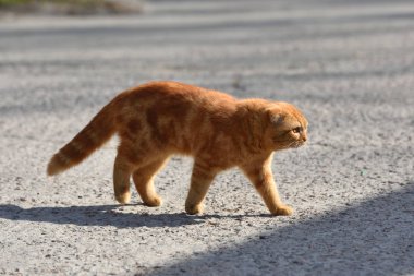Güzelim kızıl bir kedi evin bölgesinde yürüyor ve oynuyor.