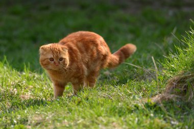 Güzelim kızıl bir kedi evin bölgesinde yürüyor ve oynuyor.