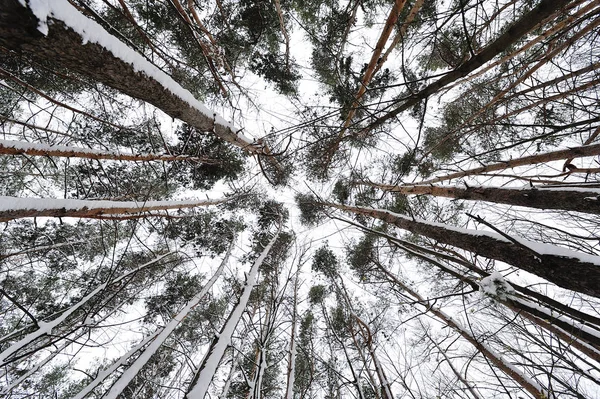 Belas árvores na floresta, vista de baixo — Fotografia de Stock