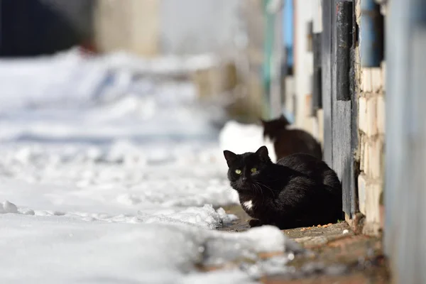 Deux chats noirs marchent dans la rue un jour d'hiver — Photo