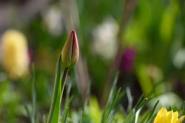 Frische Knospen von Tulpen im heimischen Garten — Stockfoto