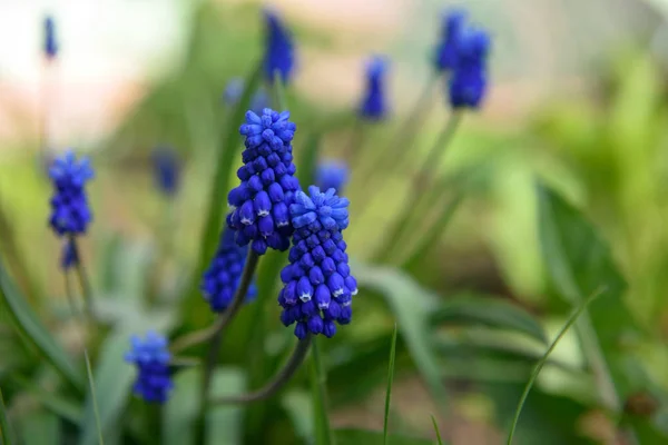 Hermosas flores de Muscari en el jardín casero — Foto de Stock