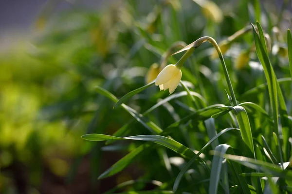 Uma bela e fresca flor narciso, no jardim da casa — Fotografia de Stock