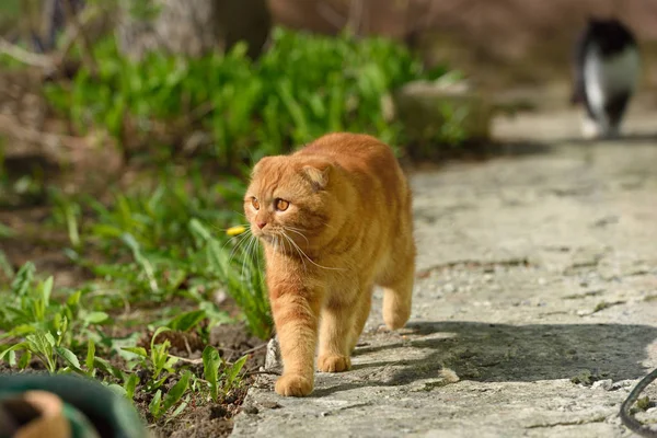 Μια όμορφη κοκκινομάλλα γάτα περπατά και παίζει στην περιοχή του σπιτιού — Φωτογραφία Αρχείου