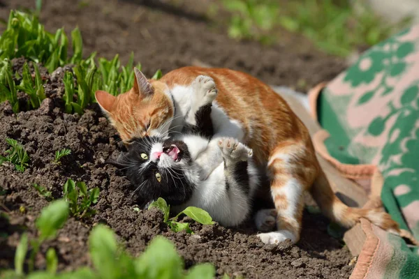 Δύο γάτες οργάνωσαν καυγά στον κήπο. — Φωτογραφία Αρχείου