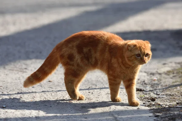 Eine schöne Ingwerkatze spaziert und spielt auf dem Gelände des Hauses — Stockfoto