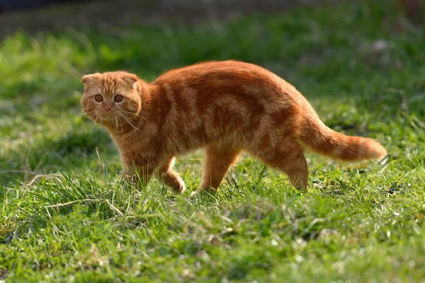 Μια όμορφη κοκκινομάλλα γάτα περπατά και παίζει στην περιοχή του σπιτιού — Φωτογραφία Αρχείου