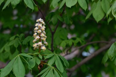 Bahçede kestane çiçeği açan güzel bir bahar günü