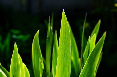 Güneşin ışığından parlayan göz yaprakları