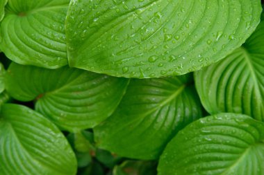Yağmurdan sonra ev sahibi bitkinin yaprakları.