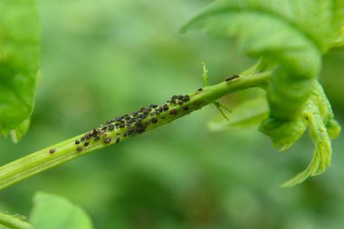 Attack of aphids on fresh viburnum in the garden clipart