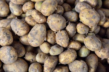 Baharda ticaret katında genç patatesler