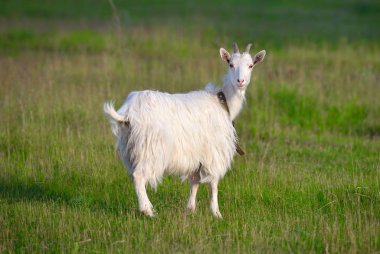 Yeşil çayırdaki güzel beyaz keçi
