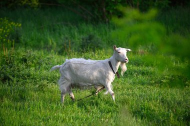 Yeşil çayırdaki güzel beyaz keçi