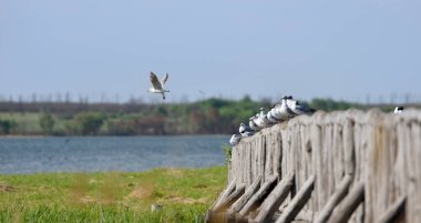 Bir martı sürüsü köprüde oturuyordu ve içlerinden biri uçmaya karar verdi.