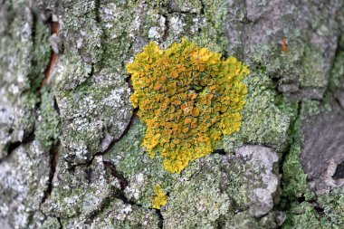 Ağaçta küçük ve güzel bir mantar, makro fotoğrafçılık.