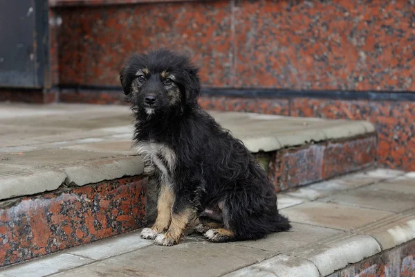 一人で路上でホームレスの小さな犬 — ストック写真