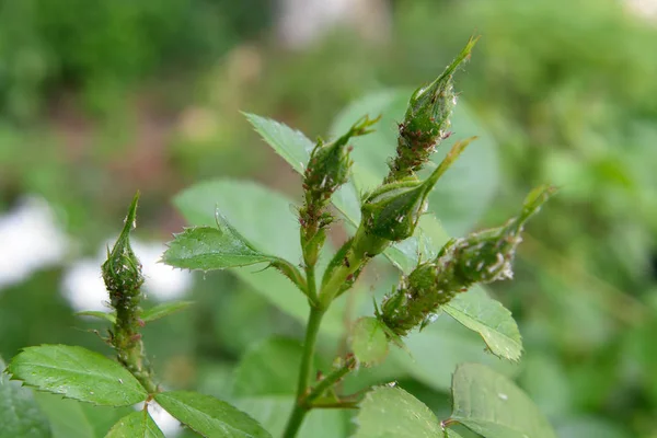 Ataque de pulgones sobre una rosa fresca en el jardín — Foto de Stock