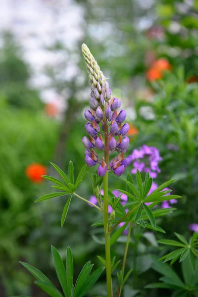 Hermoso y fresco altramuz en el jardín del hogar — Foto de Stock