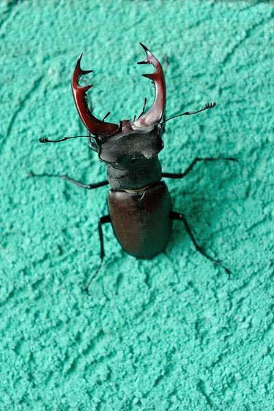 一只鹿甲虫坐在一座建筑物的墙上 — 图库照片