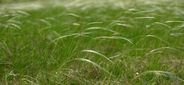 Vackert och fräscht fält gräs utanför staden — Stockfoto