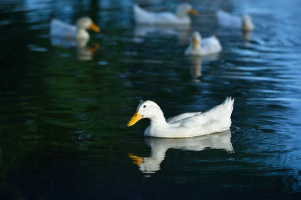 Weiße Ente schwimmt in künstlichem Teich — Stockfoto