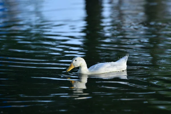 Weiße Ente schwimmt in künstlichem Teich — Stockfoto