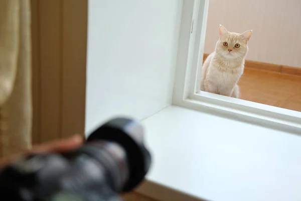 Huiskat gluurt van achter de muren van het huis en hij wordt gefotografeerd — Stockfoto