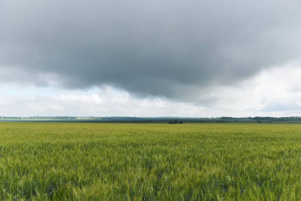 Campo de trigo brillante contra el cielo con nubes de lluvia — Foto de Stock