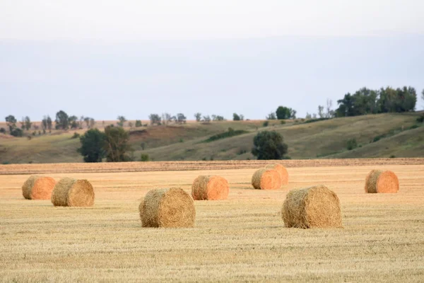Balíky sena leží na poli po sklizni pšenice. Večerní pole s balíky — Stock fotografie