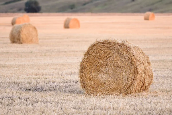 Тварини сіна лежать у полі після збирання пшениці. Вечірнє поле з тюками — стокове фото