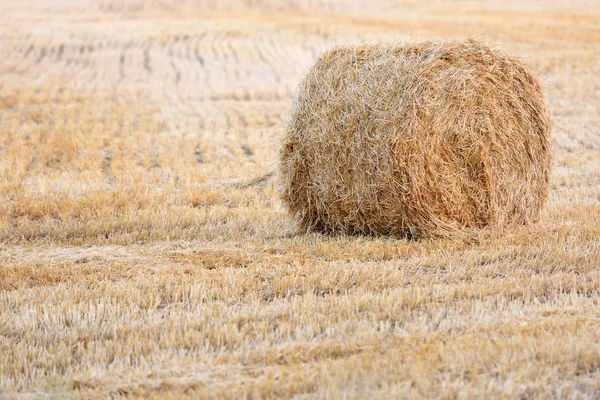 В поле лежат тюки сена после уборки пшеницы. Вечернее поле с тюками — стоковое фото