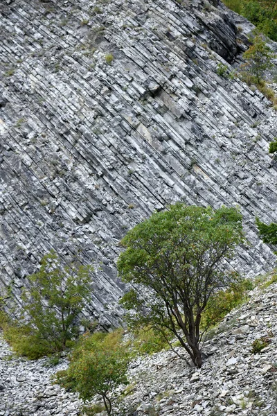 Un bel arbre est un, pousse directement de la roche. Arbre sur un fond de montagne, une surface de pierre — Photo