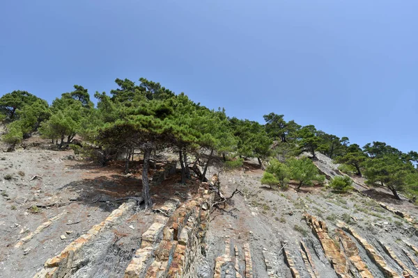 Hermosa estructura de la roca, consta de una roca sólida en forma de capas. En una roca escarpada crecen árboles de coníferas — Foto de Stock