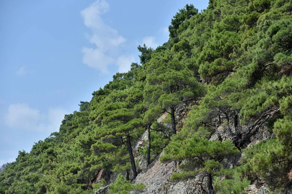 Beautiful structure of the rock, consists of a solid rock in the form of layers. On a steep rock grow coniferous trees