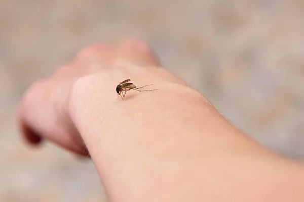 Mosquito grande muerde a la chica en el brazo — Foto de Stock